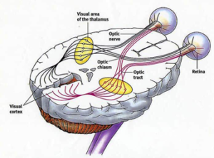 Schematic showing the visual pathway from the eyes to the visual cortex